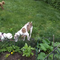 A Pet Caretaker - enjoying the garden!