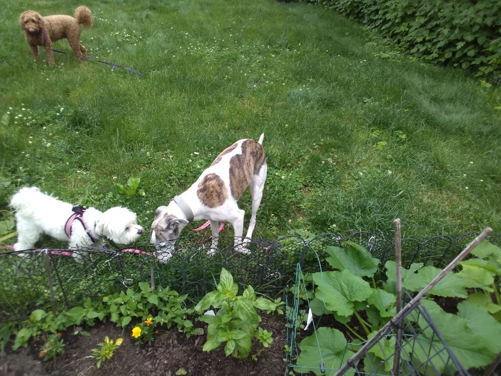 A Pet Caretaker - pet boarding facility in Somerville, MA