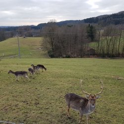 Restaurant  Wild Berghof - Wildgehege