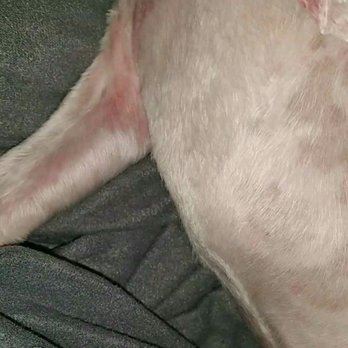 PoPo Grooming - Razor bumps with burns - Pet Groomers Near Me - Los Angeles, California