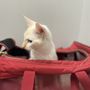 Wrigleyville Veterinary Center