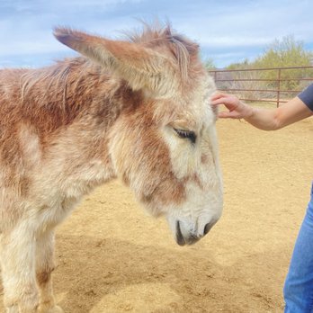 The Hangry Donkey Ranch - Animal Shelters Near Me - Scottsdale, Arizona