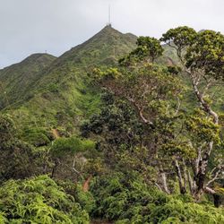 Wiliwilinui Ridge Trail - Instagram: @telephonesmoothie
