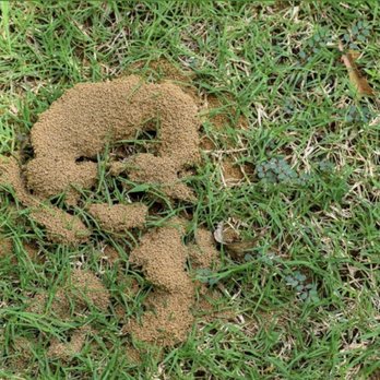 Oxley Pest Control - any hills - Pest Control Near Me - Bakersfield, California Oxley Pest Control - any hills - Pest Control Near Me - Bakersfield, California