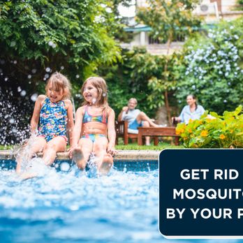 Mosquito Authority - Get rid of mosquitoes by your pool! - Pest Control Near Me - Austin, Texas Mosquito Authority - Get rid of mosquitoes by your pool! - Pest Control Near Me - Austin, Texas
