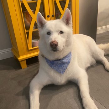 All About Paws Pet Spa - Oakley looking clean! - Pet Groomers Near Me - Upland, California