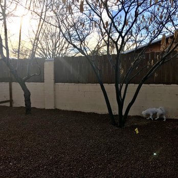 2 Brothers Landscaping - Cherry tree, Mimosa tree... and Piccolo too (he loves the opened area)! - Landscaping Near Me - Albuquerque, New Mexico