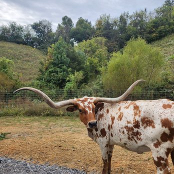 SkyLand Ranch - Attraction Farms Near Me - Sevierville, Tennessee SkyLand Ranch - Attraction Farms Near Me - Sevierville, Tennessee