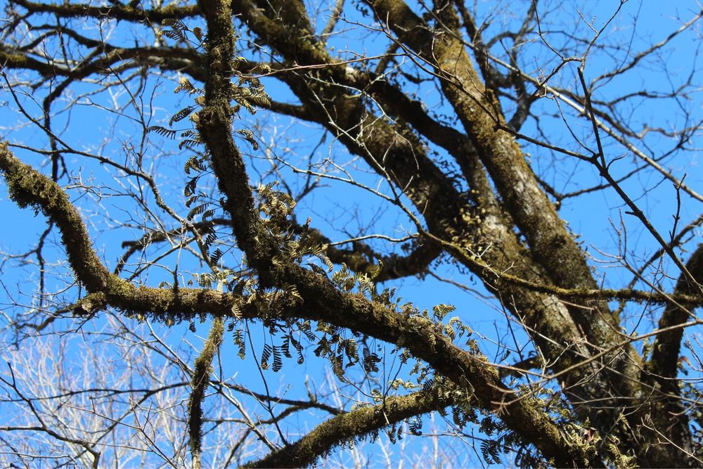 Cape Fear River Trail