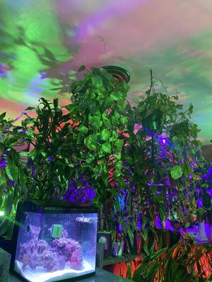 Crystals Soul Cafe by null