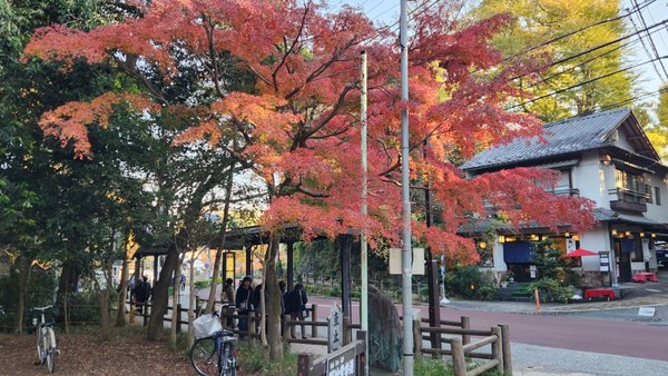 Jindaiji Temple by null