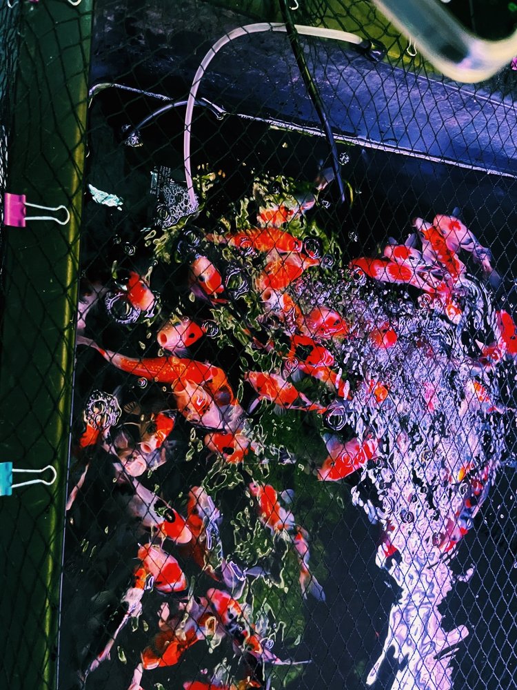 NESTOR’S AQUARIUMS & PETS Updated July 2024 38 Photos 1045 Saint James Street, Winnipeg