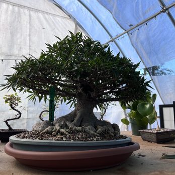 Yamaguchi Bonsai Nursery - Nurseries & Gardening Near Me - Los Angeles, California Yamaguchi Bonsai Nursery - Nurseries & Gardening Near Me - Los Angeles, California