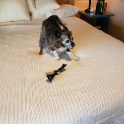 Chama Trails Motel - Frannie playing with the super big milk bone and trying to figure out how to eat it!