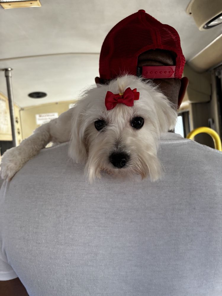 Tlc Mobile Pet Care - pet boarding facility in Jacksonville, FL