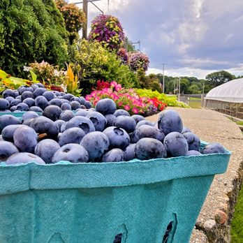 Cider Hill Farm - Blueberries - Pick Your Own Farms Near Me - Amesbury, Massachusetts Cider Hill Farm - Blueberries - Pick Your Own Farms Near Me - Amesbury, Massachusetts
