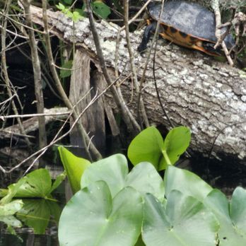 Sea Serpent Tour - Yellow belly turtle, just before it jumped off the log. - Boat Tours Near Me - Saint Augustine, Florida