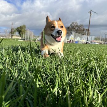 Hope Dog Training - Pet Training Near Me - Norco, California