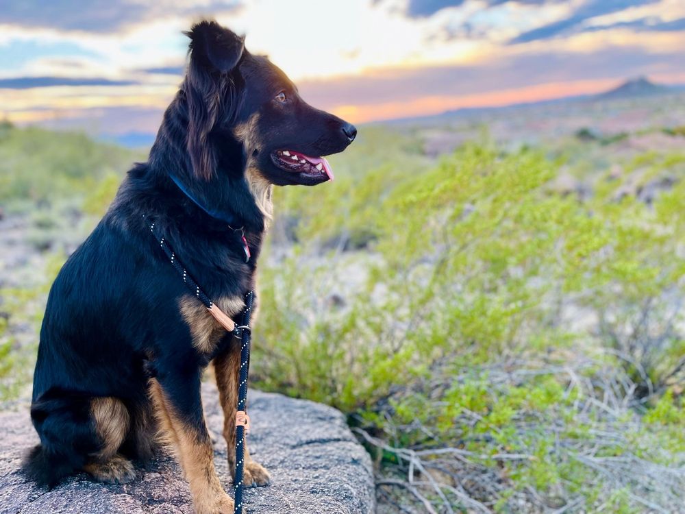 PAMPERED PAW’S EXPRESS SALON & SPA AT PEORIA Updated August 2024 48