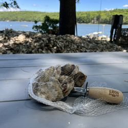Eros Oyster