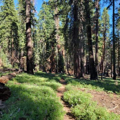 Tharp's Log by null
