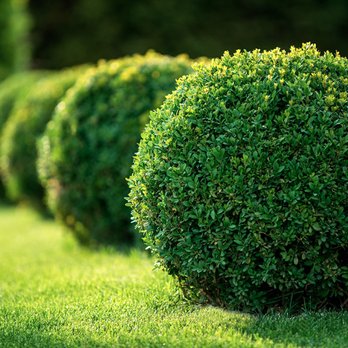 Nolet Brothers Landscaping - a row of trimmed bushes - Snow Removal Near Me - Tyngsboro, Massachusetts Nolet Brothers Landscaping - a row of trimmed bushes - Snow Removal Near Me - Tyngsboro, Massachusetts