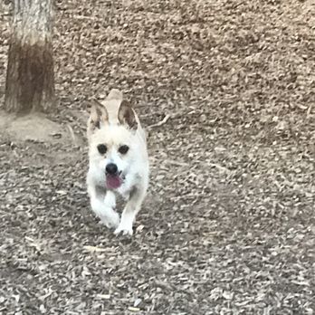 North Domingo Baca Dog Park - Brooklyn Broccolini - Dog Parks Near Me - Albuquerque, New Mexico