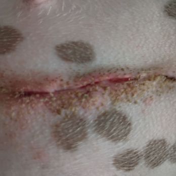 Walker Veterinary Hospital - My dogs surgery site - Veterinarians Near Me - Stockton, California Walker Veterinary Hospital - My dogs surgery site - Veterinarians Near Me - Stockton, California