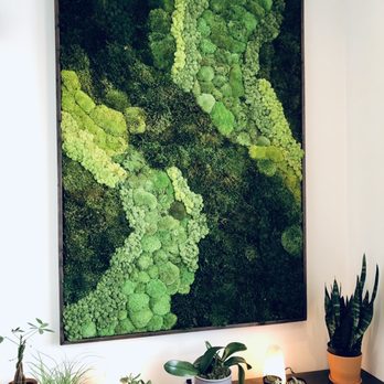 The Balance Studio - Gorgeous living wall in lobby above shoe cubbies - Life Coach Near Me - Orlando, Florida The Balance Studio - Gorgeous living wall in lobby above shoe cubbies - Life Coach Near Me - Orlando, Florida