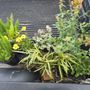 Wise Nurseries