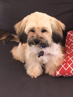 fur fabulous mobile pet grooming