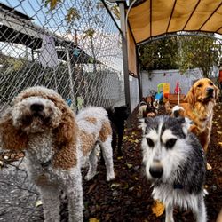 All Barks Of Life Hotel - Dog Daycare & Dog Hotel