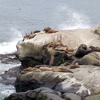 La Jolla Cove - Can you see the seals/sea lions? - Parks Near Me - La Jolla, California La Jolla Cove - Can you see the seals/sea lions? - Parks Near Me - La Jolla, California