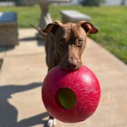 Club Canine - Playtime