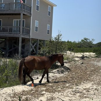 Wild Horse Adventure Tours - Your backyard is my backyard, Corolla July 1, 2026 - Tours Near Me - Corolla, North Carolina Wild Horse Adventure Tours - Your backyard is my backyard, Corolla July 1, 2026 - Tours Near Me - Corolla, North Carolina