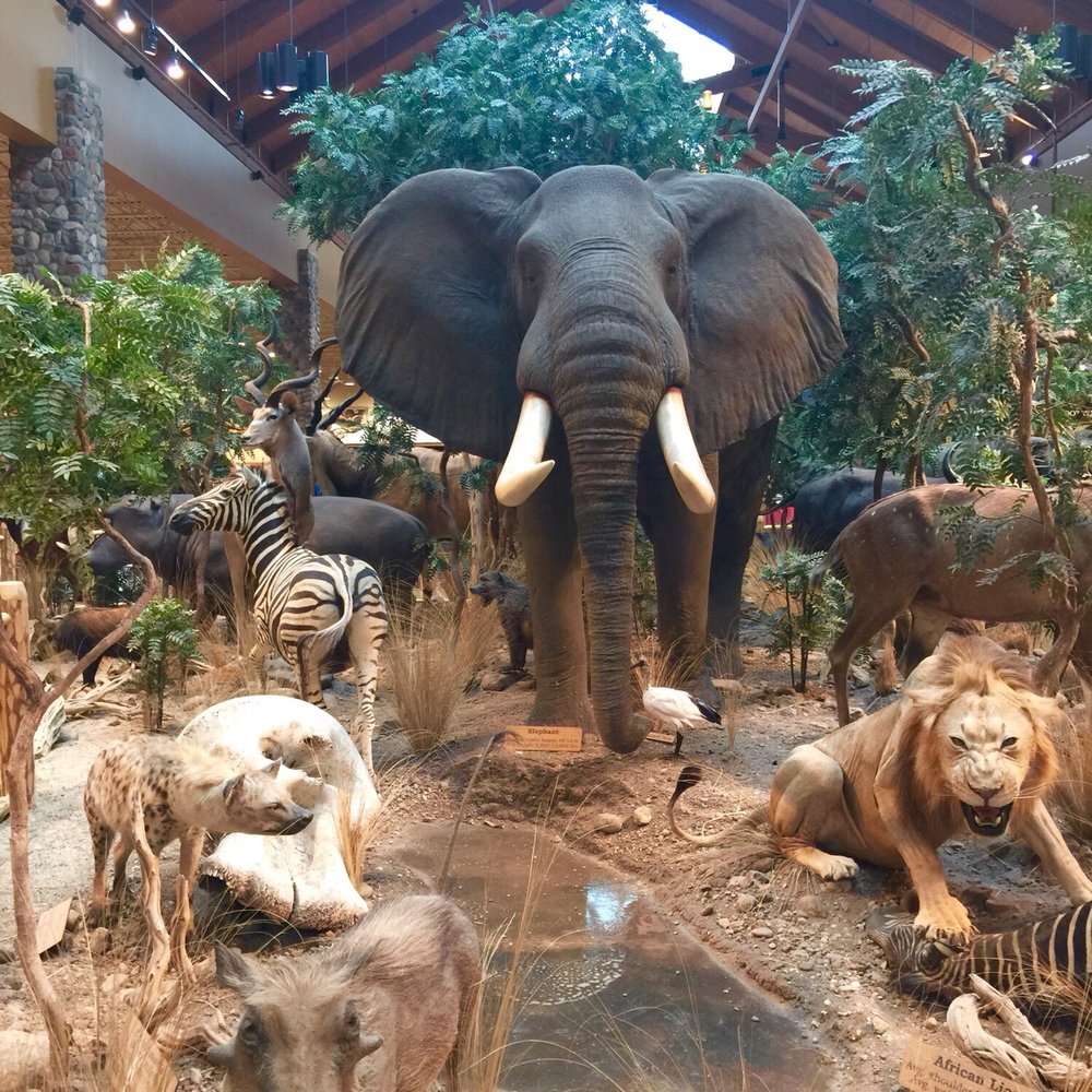 Cabela's - Jungle display - Guns & Ammo Near Me - Verdi, Nevada