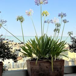 Sky Blu Pool Terrace