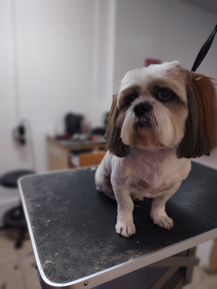 HOWLISTIC GROOMS 66 Photos Cape Coral, Florida Pet Groomers