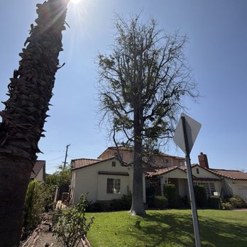 Affordable Tree Service - Tree Services Near Me Affordable Tree Service - Tree Services Near Me