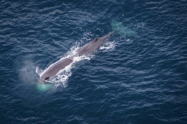 Wings Over Whales | Kaikoura Whale Watching by null