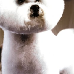 Fetching Canine Grooming & Boutique - Zoey, groomed by the top ranked groomer in the country, Lindsey Dicken of Fetching Canine