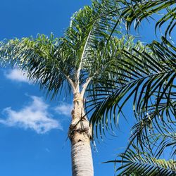 Cisnero's Tree Care