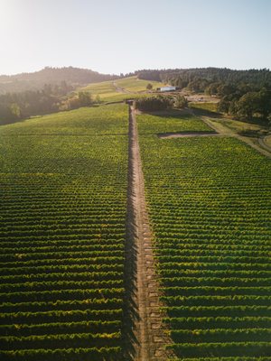 Benton-Lane Winery by null
