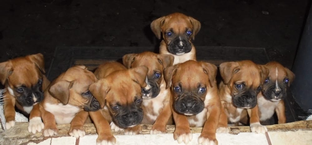 Top Dog Orlando Image