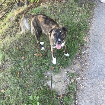Stephen Bulled - Pet Training Near Me - Tunbridge Wells, SRY