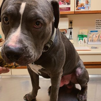 Thomas Veterinary Hospital - Veterinarians Near Me - Downey, California Thomas Veterinary Hospital - Veterinarians Near Me - Downey, California