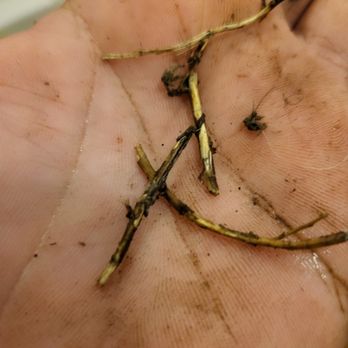 Blue Diamond Plumbing - Roots found when uncloging a drain. Leak detection was preformed - Plumbing Near Me - Fort Worth, Texas Blue Diamond Plumbing - Roots found when uncloging a drain. Leak detection was preformed - Plumbing Near Me - Fort Worth, Texas