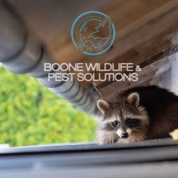 Boone Wildlife and Pest Solutions - Pest Control Near Me - Kalamazoo, Michigan Boone Wildlife and Pest Solutions - Pest Control Near Me - Kalamazoo, Michigan