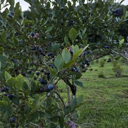 River Road Farms - Berry tree