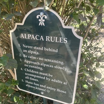 Canzelle Alpacas - Farms Near Me - Carpinteria, California Canzelle Alpacas - Farms Near Me - Carpinteria, California